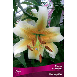 ���������� ����� ��-������ ������ ��� (2 ��.)  