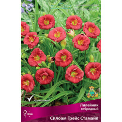 ���������� �������� ��������� ������ ����� �������  