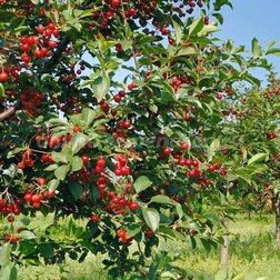 ���������� ����� �������������  