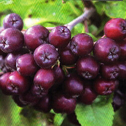 ���������� ������ �������� (������ ������ ������������) (� �����)  