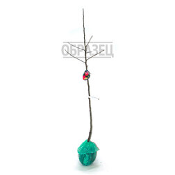 ���������� ������ �������������� (������ 54-118, ��������������) (� �����)  