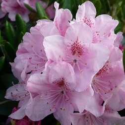 ���������� ����������� ��������� ��������� �����������  