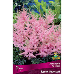 ���������� �������� ������� ����� �������  