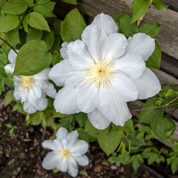 ���������� �������� ��������������� ����� �� ������ (1-�����)  