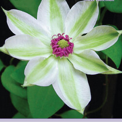 ���������� �������� ��������������� ���� ������� (1-�����)  