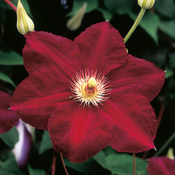 ���������� �������� ��������������� �������  