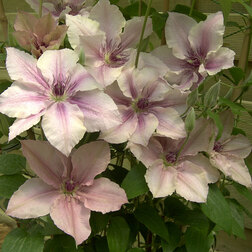 ���������� �������� ��������������� ���� �������  