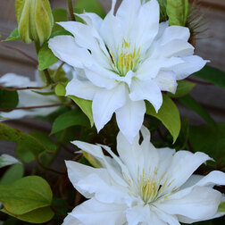 ���������� �������� ��������������� Ը�� ���  