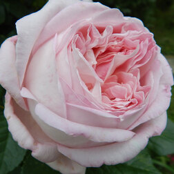 ���������� ���� �����-��������� ������� �����  