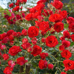 ���������� ���� �������������� ������� ����������  