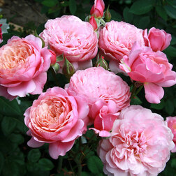 ���������� ���� �������� ����� �.�.�����  