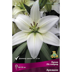 ���������� ����� ��-������ ������� (2 ��.)  