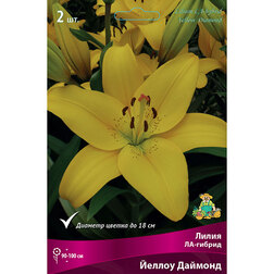 ���������� ����� ��-������ ������ ������� (2 ��.)  