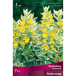 ���������� ��������� �������� ���������  