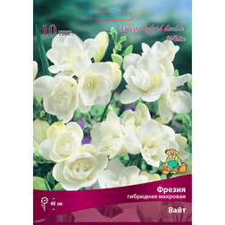 ���������� ������ ��������� �������� ���� (10 ��.)  