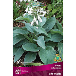 ���������� ����� ��������� ��� ����  