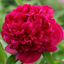 ���������� ����� ����������� ��� ���� ������  