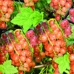 ���������� ������� ������� c�������� ����������� (�������)  