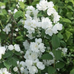 ���������� ������ ������� ��� �����  