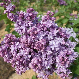 ���������� ������ ������������ ������� ������  