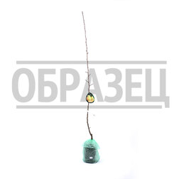 ���������� ����� ����������� ������� (� �����)  