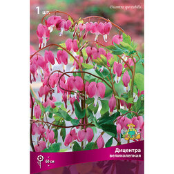 ���������� �������� ������������  