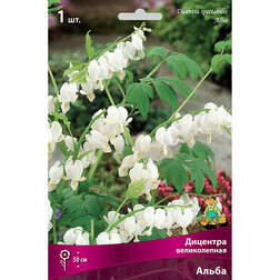 ���������� �������� ������������ �����  