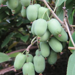 ���������� ��������� ������ ������  