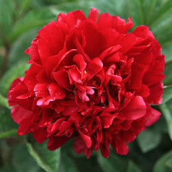 ���������� ���� ����������� ������ �����  