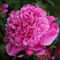 ���������� ���� ����������� �������  