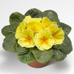 ���������� ������� ����� ����� ��� �� (1��-250��) ���������������� ������  