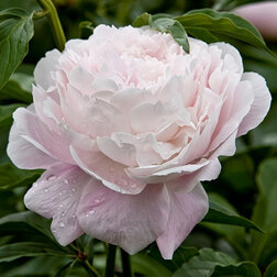 ���������� ���� ����������� ����� ����  