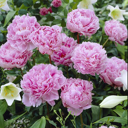 ���������� ���� ����������� ���� ������  