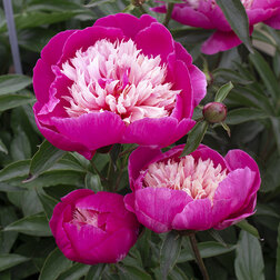 ���������� ���� ����������� (���������)  