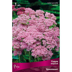 ���������� ���������� ����� ������ ���������  