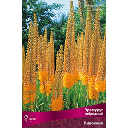 ���������� �������� ��������� ��������  