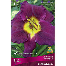 ���������� �������� ��������� ����� ������  