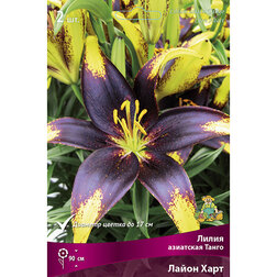 ���������� ����� ��������� ����� ����� ���� (2 ��.)  