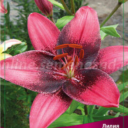 ���������� ����� ��������� ����� ϸ�� �� (2 ��.)  