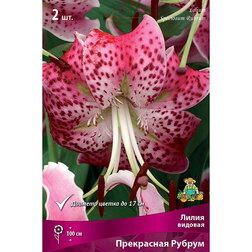 ���������� ����� ������� ���������� ������ (2 ��.)  