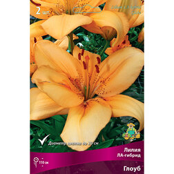 ���������� ����� ��-������ ����� (2 ��.)  