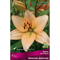 ���������� ����� ��-������ ������� ������� (2 ��.)  