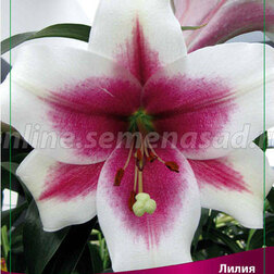 ���������� ����� ��-������ ���������� (2 ��.)  