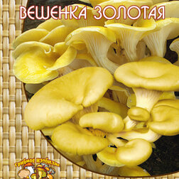 ���������� ������� ������� ��� �������� (12 ��.)  