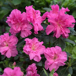 ���������� ������ �������� ���������  