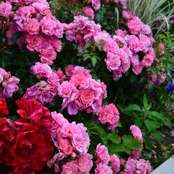 ���������� ���� �������������� ����������  