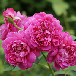 ���������� ���� �������� ���������� ��������� ����  