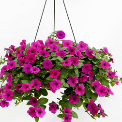 ���������� ������� �������������� ������ ����� (��-100�����) ���������������� ������  