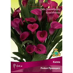 ���������� ����� ����� ��������  