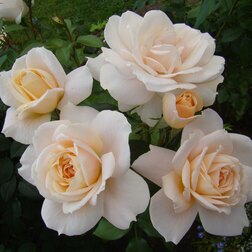 ���������� ���� ���������� ���� ����  